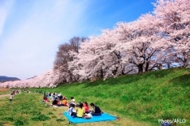 Sakura