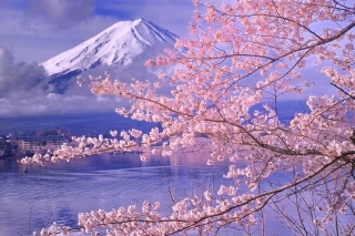 桜と富士山