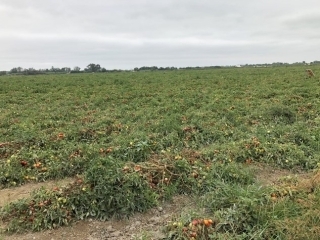tomate 1